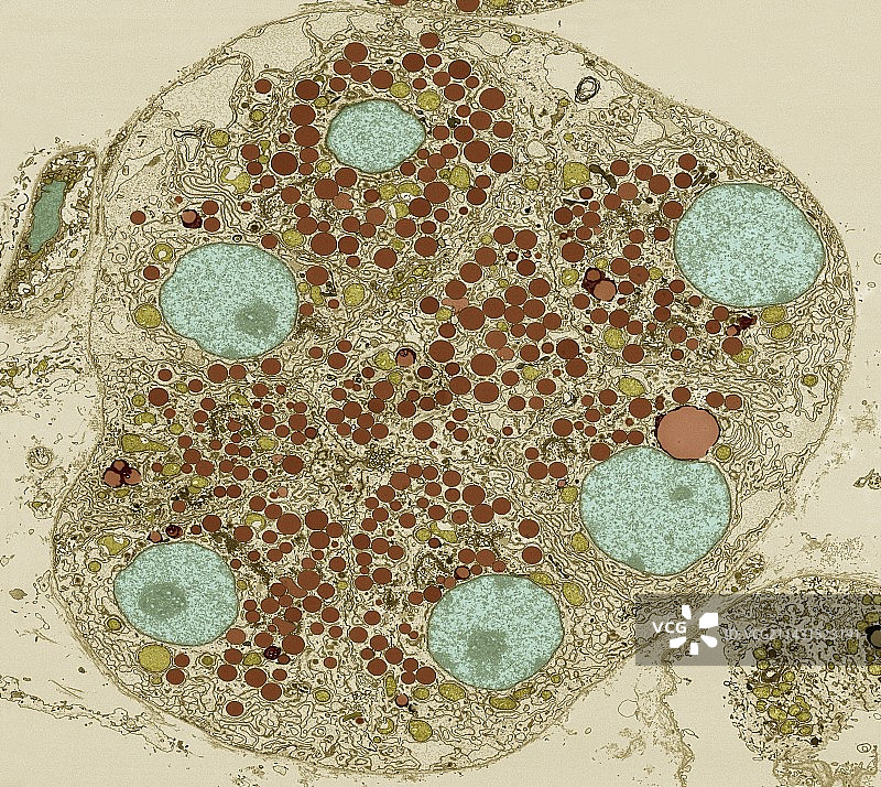 胰腺腺泡细胞图片素材