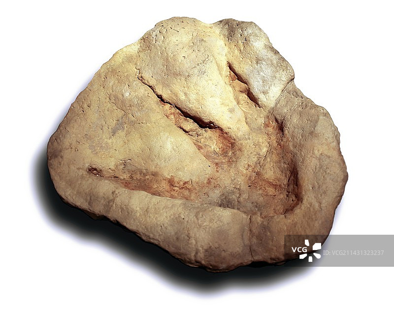 兽脚亚目恐龙足迹图片素材