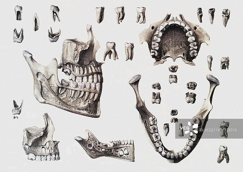 牙齿解剖结构图片素材
