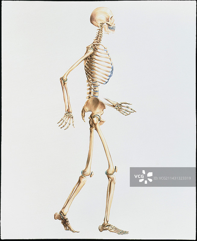 侧视人体骨骼的艺术作品图片素材