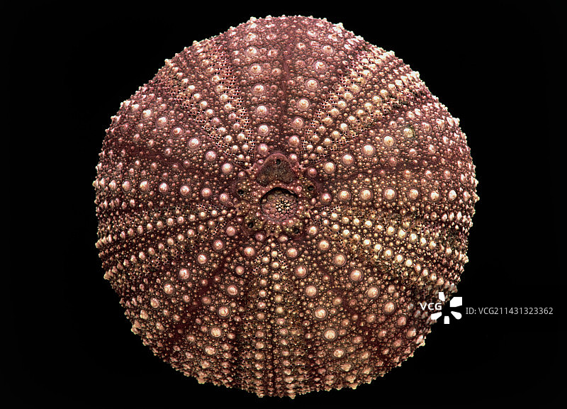 红海海胆壳，Strongylocentrotus sp.图片素材