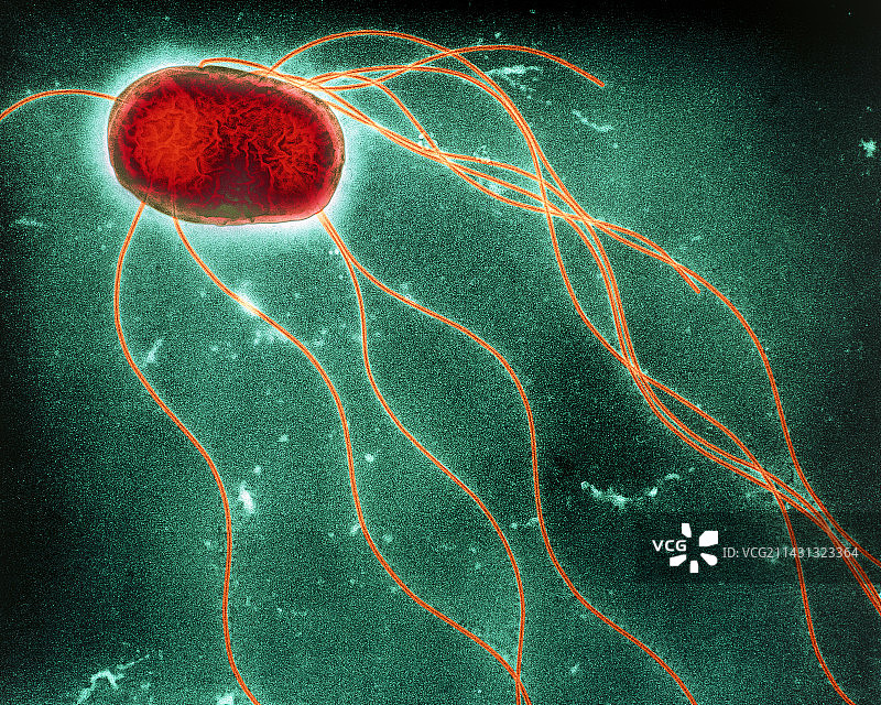 肠炎沙门氏菌图片素材