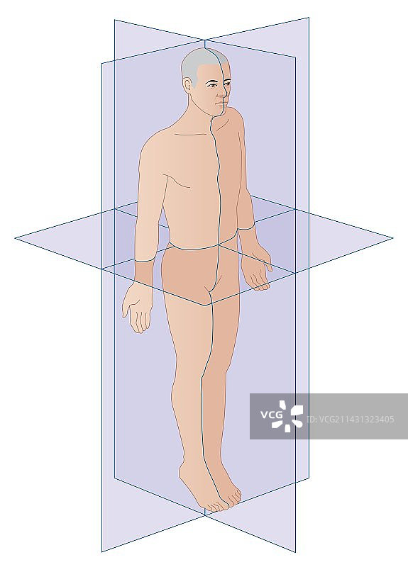 人体解剖平面图图片素材
