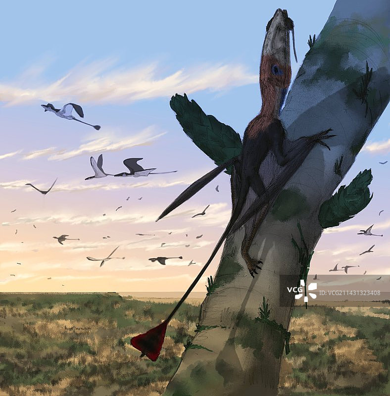 翼龙，双型齿翼龙，艺术作品图片素材