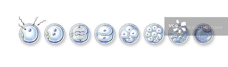 受精过程（艺术作品）图片素材