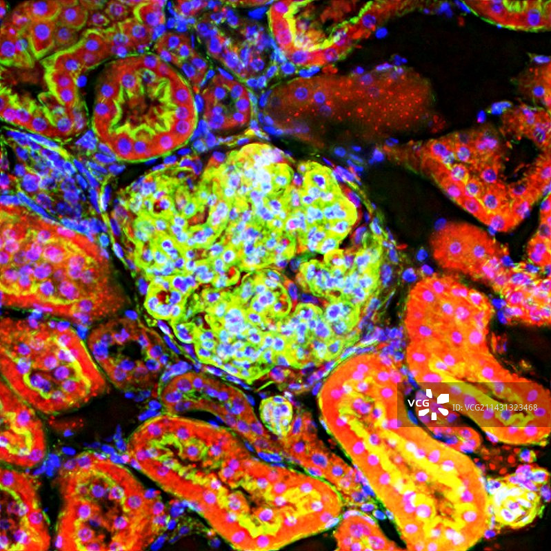 肾脏组织荧光显微照片图片素材