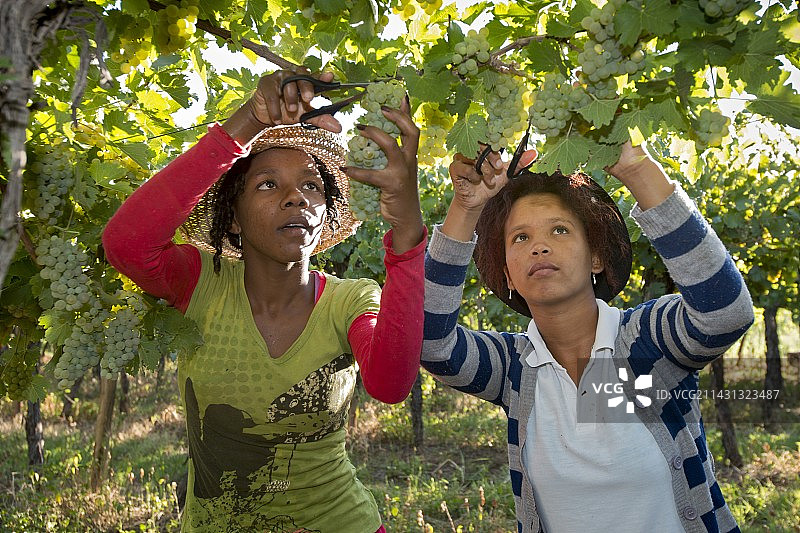 季节性工人采摘葡萄图片素材