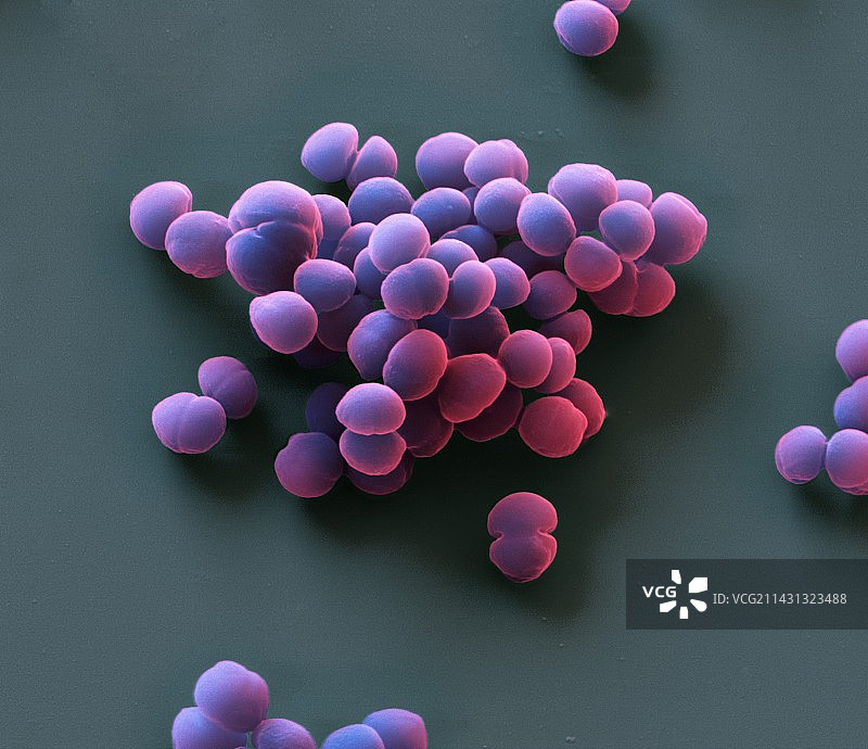 表皮葡萄球菌细菌，扫描电镜图片素材