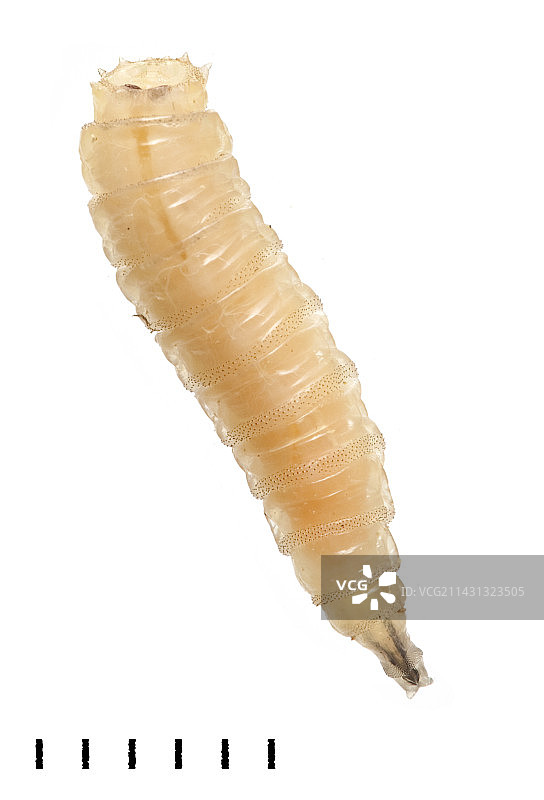 丽蝇蛆图片素材