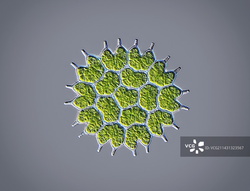 小星藻，光学显微照片图片素材