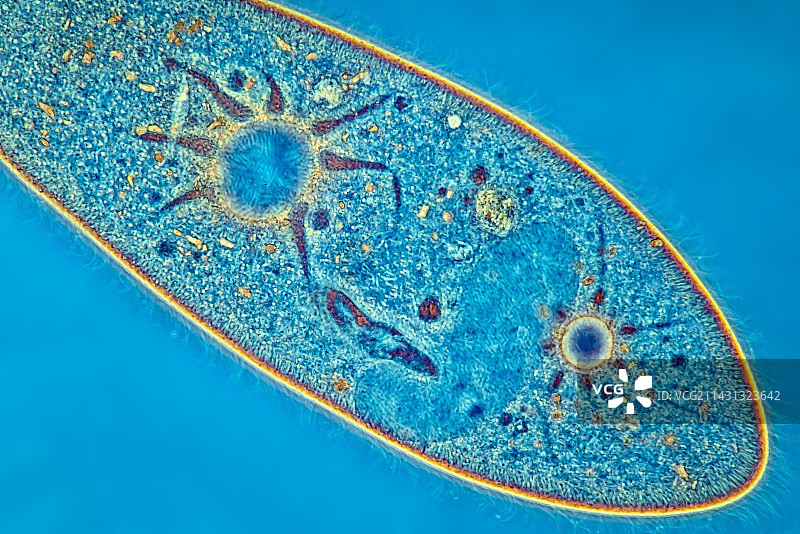 尾草履虫纤毛，光学显微照片图片素材