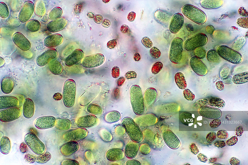 蓝藻偏振光显微照片图片素材