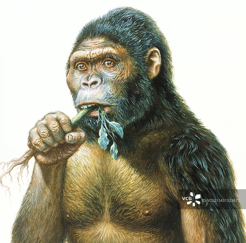 正在吃植物的男人图片素材