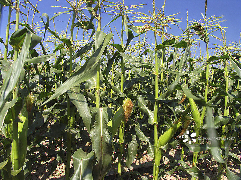 玉米图片素材