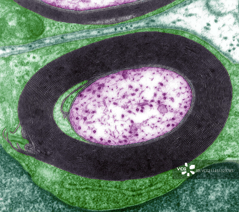 髓鞘神经TEM图片素材