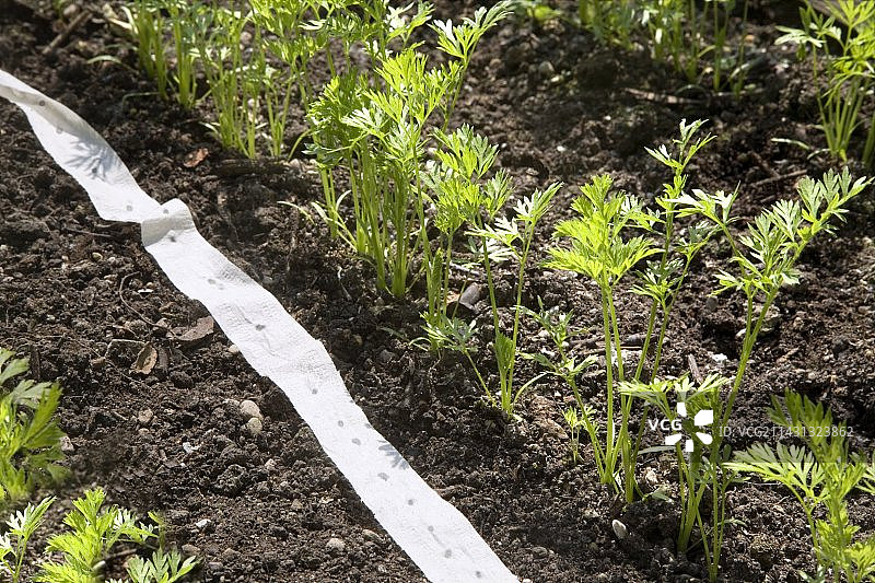 胡萝卜和种子带图片素材