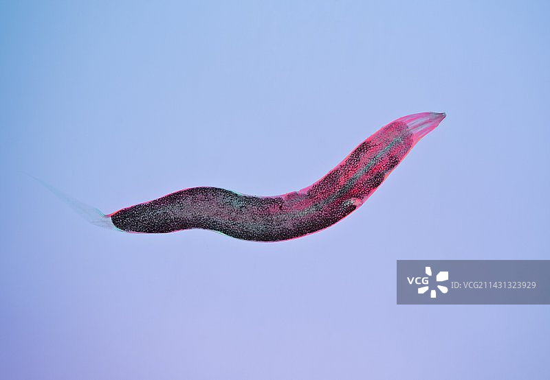 蛲虫，光学显微照片图片素材