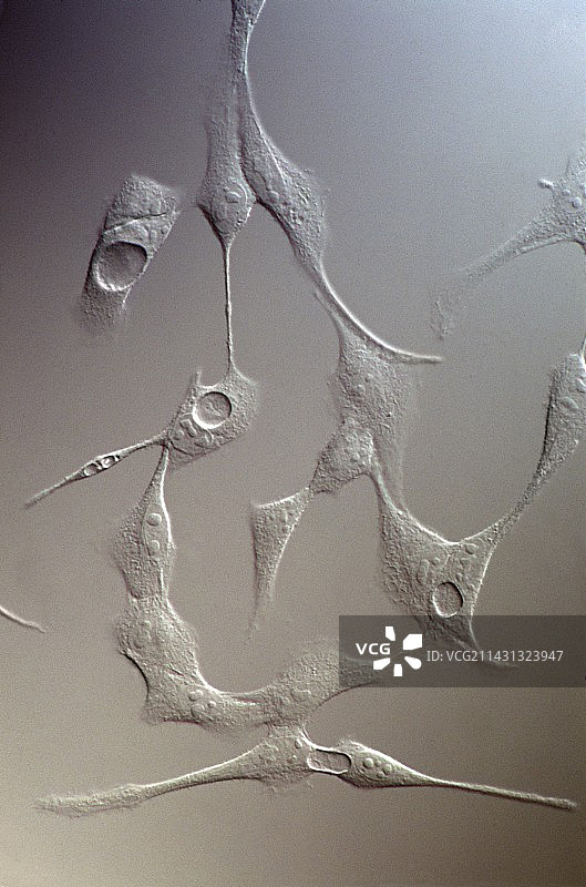 MDCK细胞倒置光显微照片图片素材