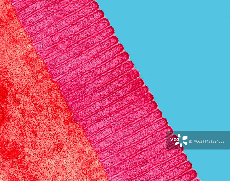 小肠微绒毛，TEM图片素材