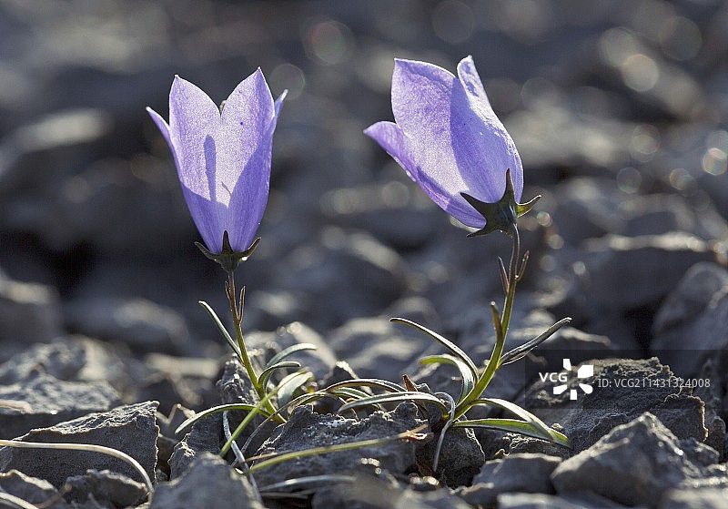 石灰石上开花的风铃草图片素材