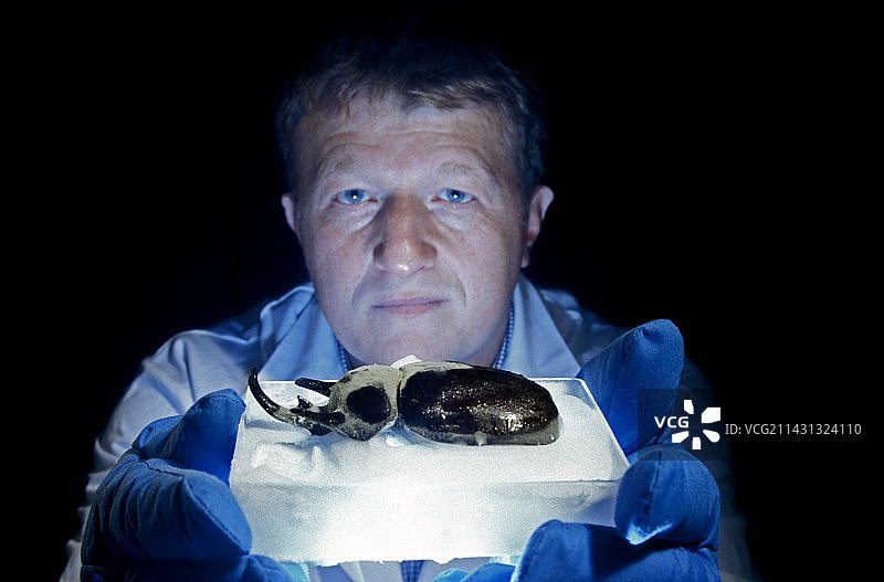 利用昆虫进行药物研究图片素材