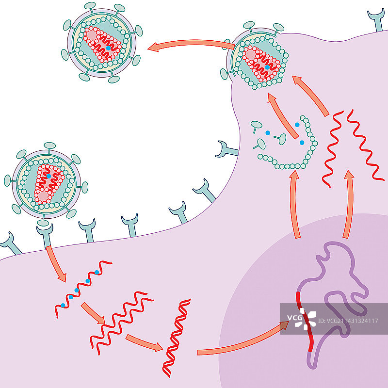 艾滋病毒复制图片素材