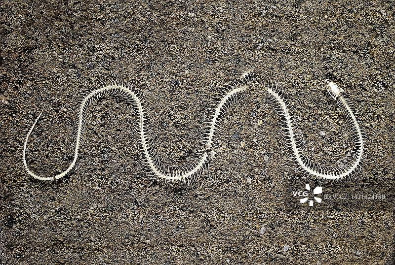 蛇的骨骼图片素材