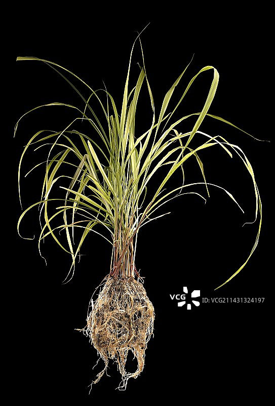 柠檬草图片素材