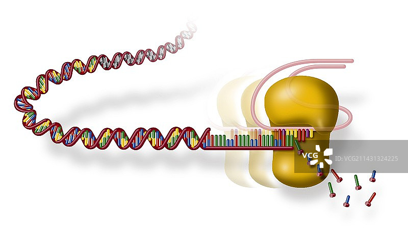 端粒和端粒酶，艺术作品图片素材