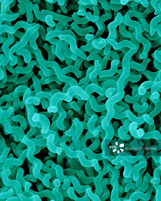 空肠弯曲菌图片素材