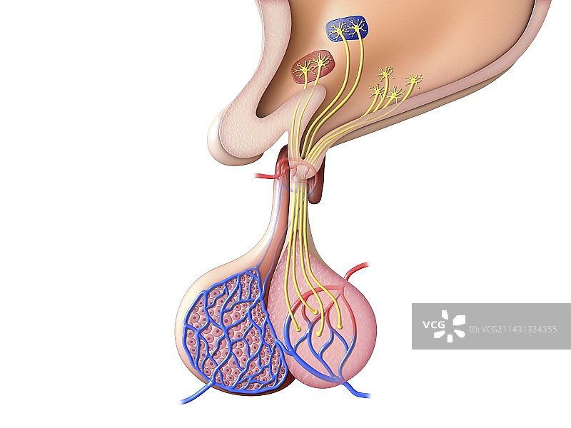 脑垂体图示图片素材