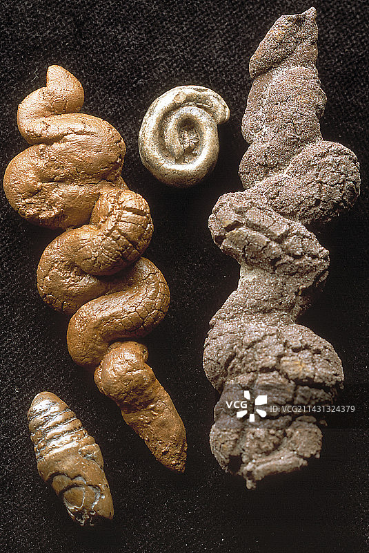 化石化的乌龟和鱼粪便图片素材