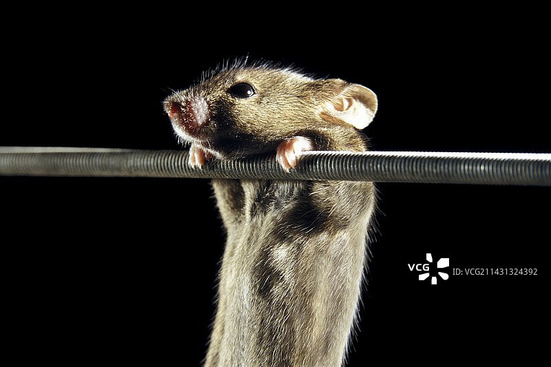 小鼠基因治疗研究图片素材