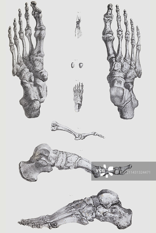 足部骨骼图片素材