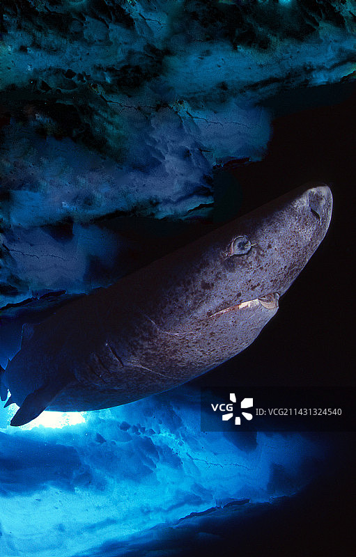 格陵兰鲨鱼图片素材