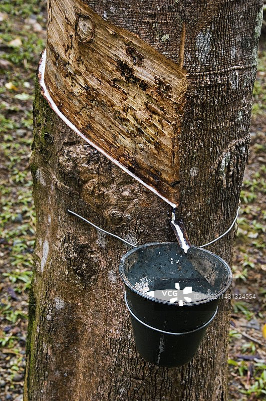 割胶后的橡胶树图片素材