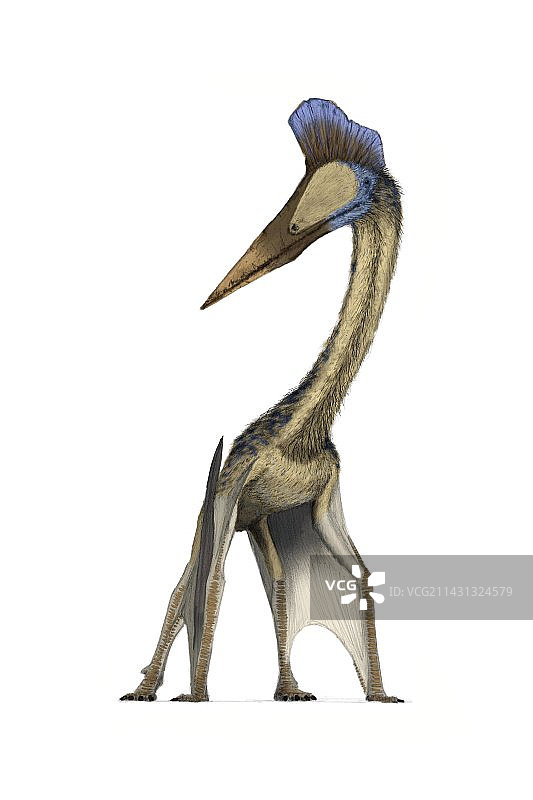 哈特兹哥翼龙图片素材