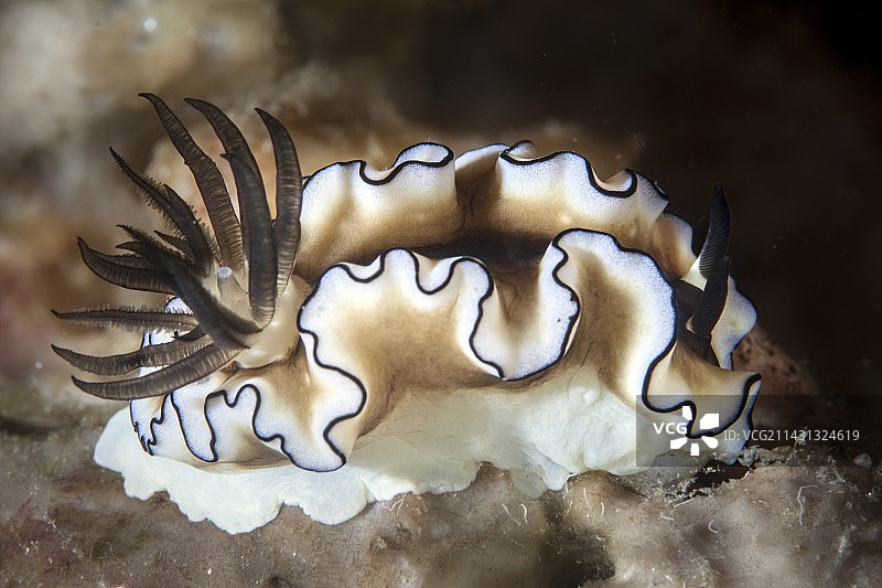黑边海蛞蝓图片素材