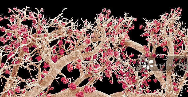 肾脏血管扫描电镜图图片素材