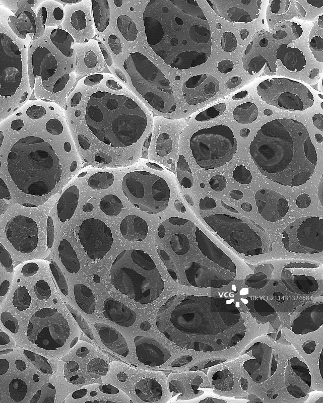网纹熔岩，扫描电镜照片图片素材
