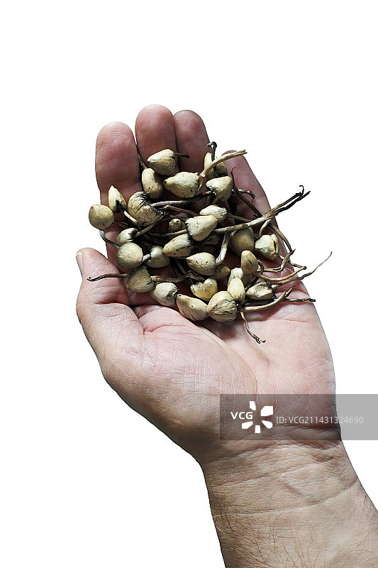 神奇蘑菇图片素材