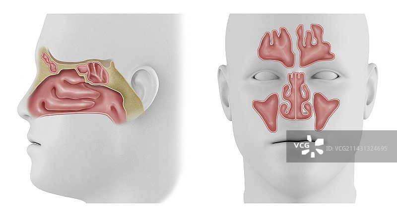 鼻腔和鼻窦插图图片素材
