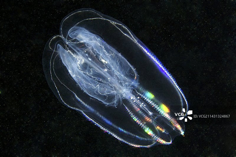 栉水母图片素材