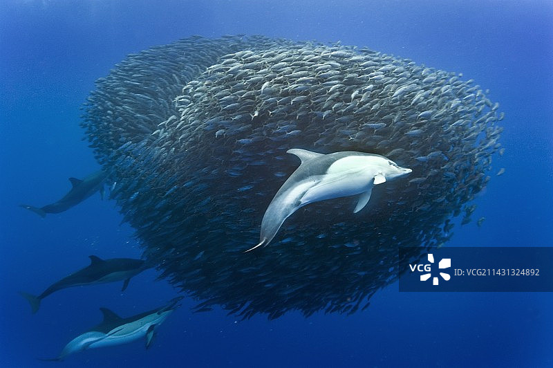 海豚捕食鲭鱼图片素材