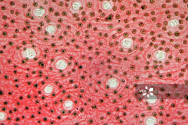 欧洲赤松树干图片素材