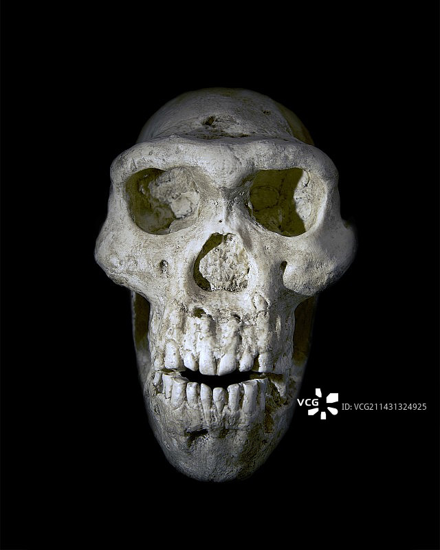 直立人头骨图片素材