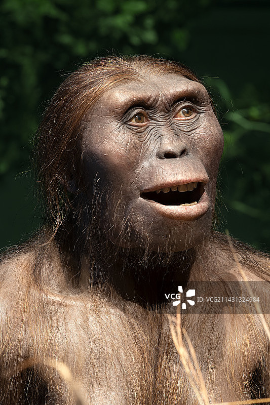 阿法南方古猿模型图片素材