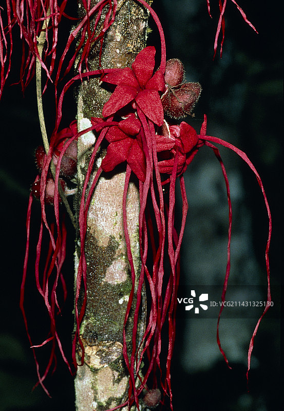 热带雨林中的埃雷尼亚树鲜花盛开图片素材