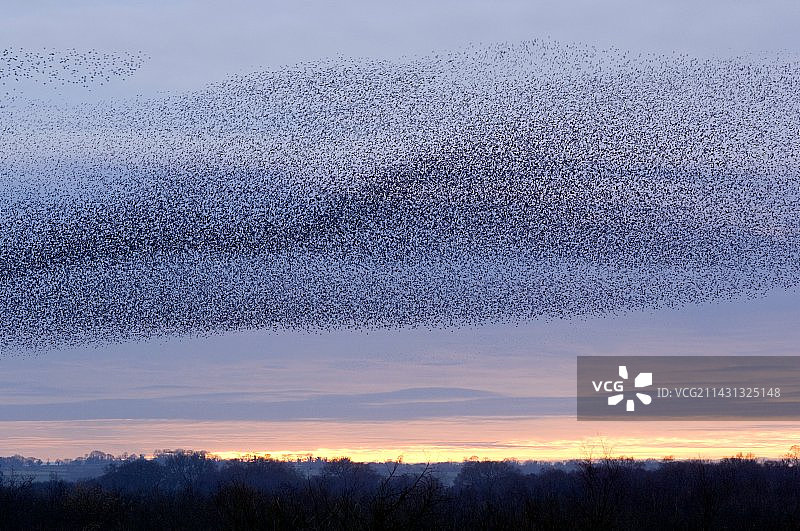 欧洲八哥鸟群图片素材