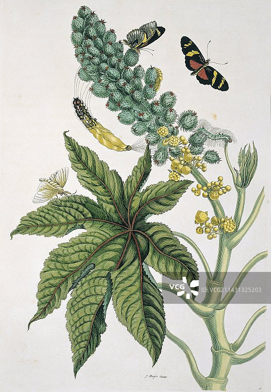 18世纪苏里南昆虫图鉴图片素材